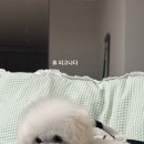 털찐친구들 이미지