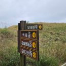 순비기 | 태안 가볼만한곳 신두리해안사구 후기