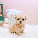 미유펫대구 강아지분양고양이분양(도그플러스동물병원) 이미지