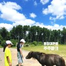 평창신씨네 자연방사 닭농장 | 강원도 평창여행 아이와가볼만한곳 대관령 주주파크