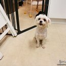 멍멍한상 이미지