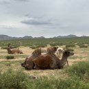 돌산가축 이미지