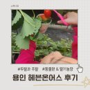 새용인동물약국 | [공지] 용인 헤븐온어스 두 딸과 주말 방문 후기 딸기체험 농장 체험 한 번에 즐기는 가족 나들이