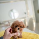 우아퍼피 이미지