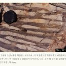 상도치 이미지