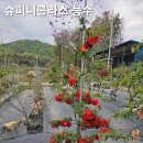 능수슈퍼