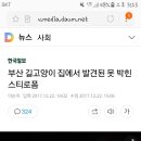 부산 길고양이 집에서 발견된 못 박힌 스티로폼 이미지