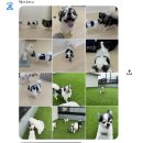 펫탑클래스애견호텔&미용 | [홍대입구역]헬로우버디 홍대점 | 마포애견유치원애견미용 체험등원 후기