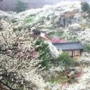 일출 난 농원 네이버블로그