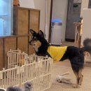 두세네몽 네이버블로그