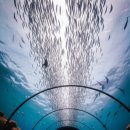 아크릴로 만나는 세계 | 괌 언더워터 월드: 괌에서 만나는 특별한 수중 세계 탐험