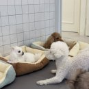 퍼피파파 이미지