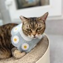 이솜동물병원 이미지