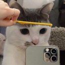 수작헤어