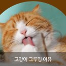 그루밍포유 이미지