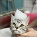 러브펫살롱 이미지