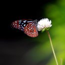 꽃과 나비 이미지