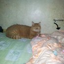 고미발톱 이미지