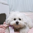 6859 | 본아페티 조인트캡스 강아지 관절 영양제 후기 | 노견 슬개골 관리템 추천