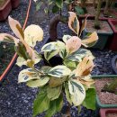 동백농원 이미지