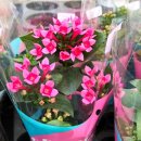 안경만드는집안경원 | 조인폴리아, 꽃과 식물 사이에서 잠시 쉬어가고 싶었던 날 주엽안경 주엽역 일산안경