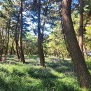 송림유치원 | 보랏빛 향연 맥문동길 - 장항 송림산림욕장