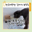 보양죽 | 강아지 보양죽 한코에반한 수제간식 장염 회복을 도와준 영양죽 후기