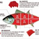 참치에 대해서... 이미지