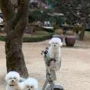 빌라누트 이미지