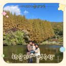 그늘막81 | 서울근교 단풍명소 아기랑 용인 한국외대 명수당 주말나들이 후기🍁주차, 준비물 총정리