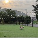 힐링애견샵 이미지