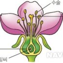 식물 분류하기 (속씨식물,겉씨식물) 이미지