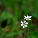 들꽃연가 이미지