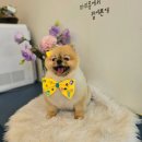 마미몽 펫샵 이미지