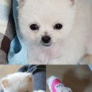 the 봄 헤어