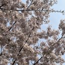 다니엘종합병원 | 급성충수염 수술 후기, 단일공 복강경 맹장 수술(부천 다니엘종합병원)