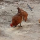 우리집토종닭 이미지