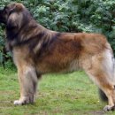 도그레온 이미지