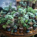 새집만석꾼 이미지