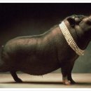 화랑돼지 이미지