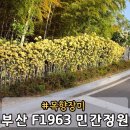 강변마을2호점 | 부산 가볼만한 곳 F1963 목향장미 민간정원 달빛정원 대나무숲 위치 가는법