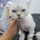 아꼬운냥 이미지