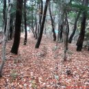 거제옥산숲 티스토리