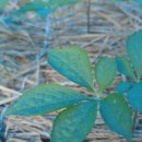 임마누엘팜 이미지