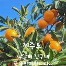 삼달리귤 이미지