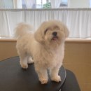 댕댕포유 이미지