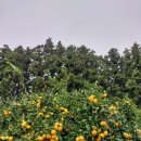 동백농장 이미지