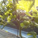 강씨농장 이미지