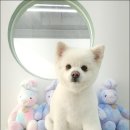섬댕 강아지 미용실 이미지