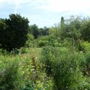 지베르니 이미지